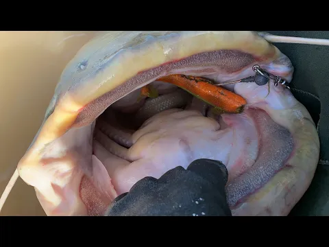 Documental de la pesca de siluro desde pato. Un monstruo bajo mis pies.