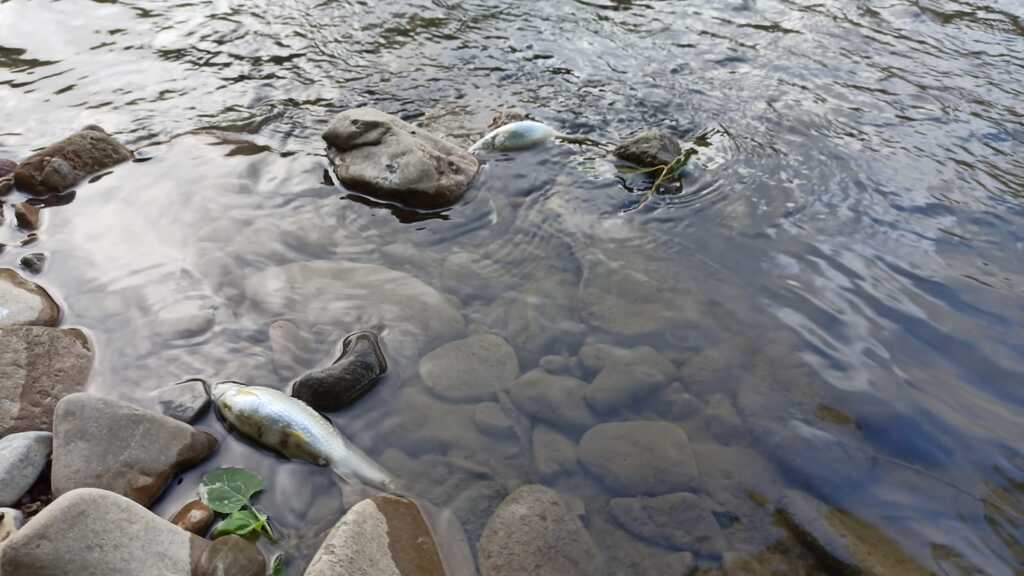 Muerte masiva de peces en el río Arga a su paso por Pamplona 3